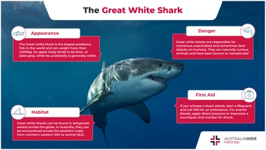 Infographic about Great White Shark
